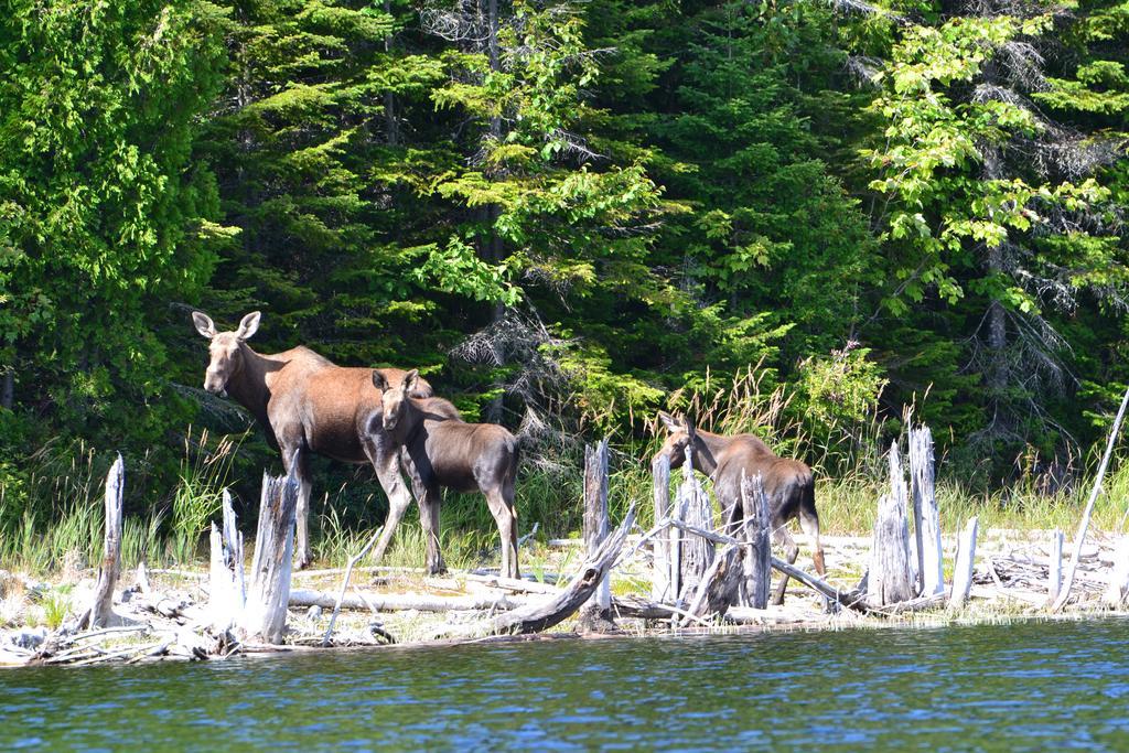 Auberge La Taniere Tadoussac Luaran gambar
